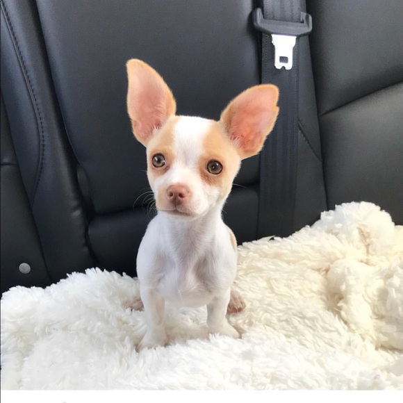 Meet your Posher, Rene - Picture 1 of 1